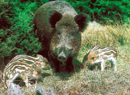 Cinghiali - Sus Scrofa